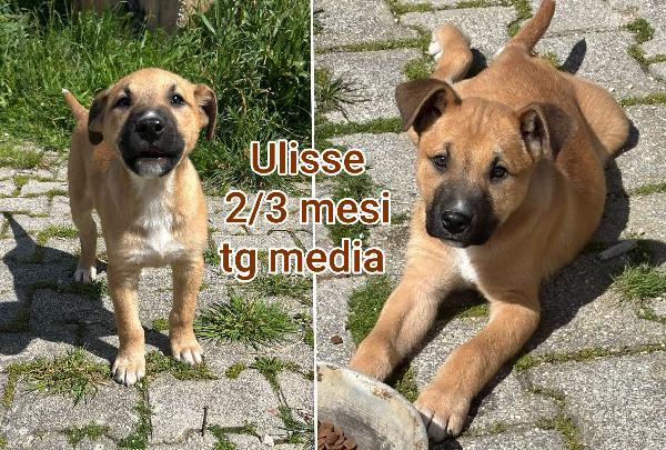 Cuccioli buttati a morire Foto 5