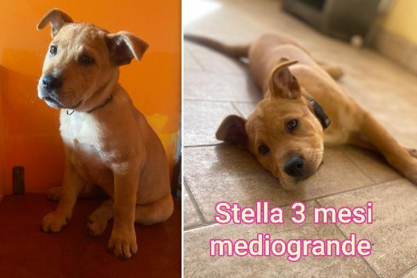 Cuccioli buttati a morire Foto 6