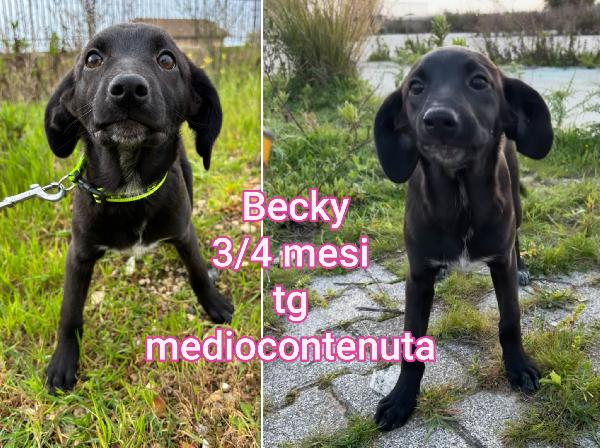 Cuccioli buttati a morire Foto 8