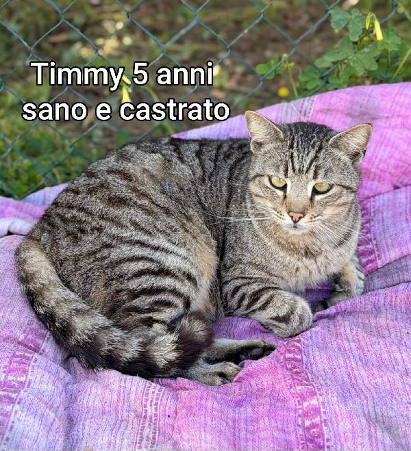 TANTI GATTINI SOLI! Foto 6