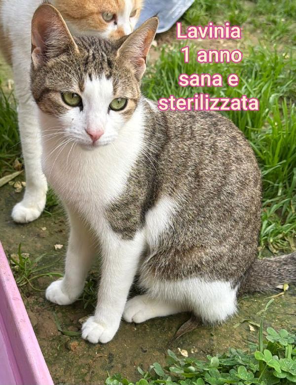 TANTI GATTINI SOLI! Foto 7