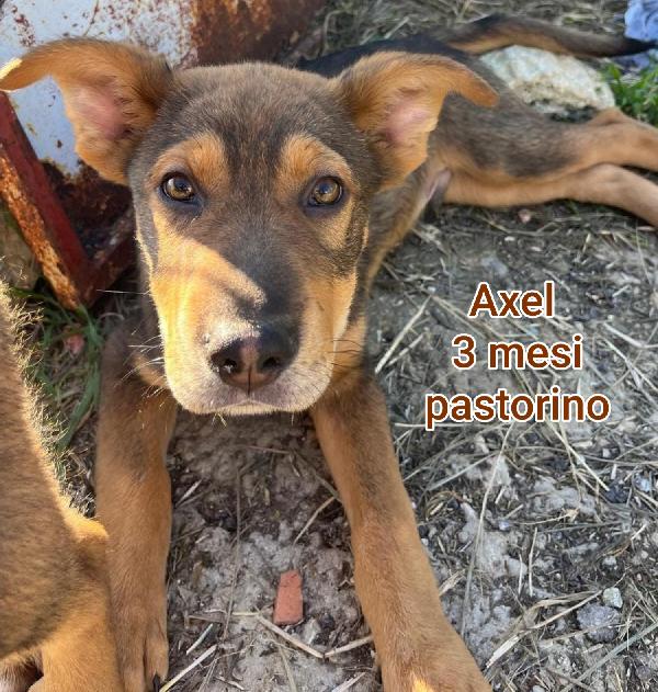 Cuccioli chiusi in rifugio  Foto 2