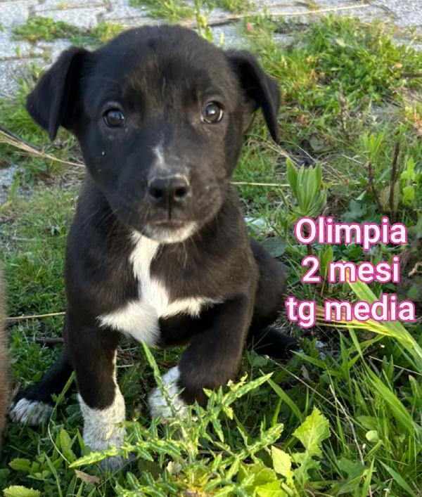 Cuccioli chiusi in rifugio  Foto 4