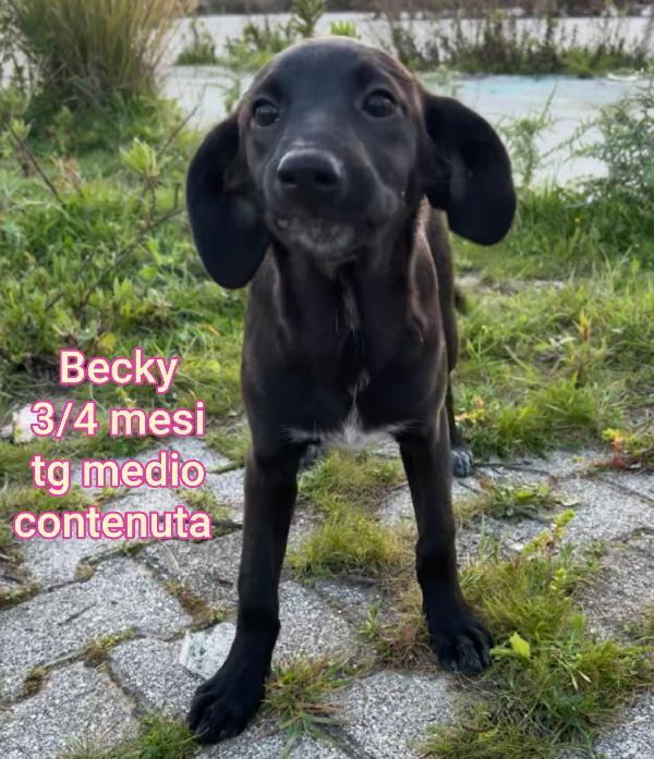 Cuccioli chiusi in rifugio  Foto 5