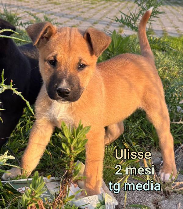 Cuccioli chiusi in rifugio  Foto 6