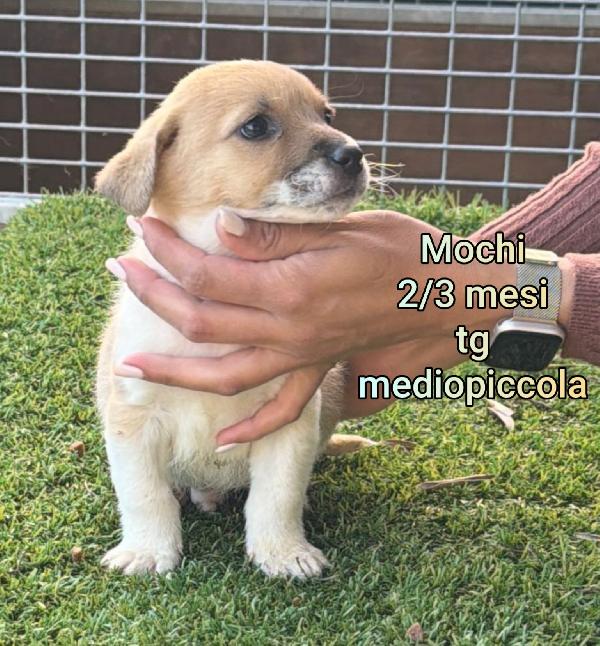 Cuccioli chiusi in rifugio  Foto 7