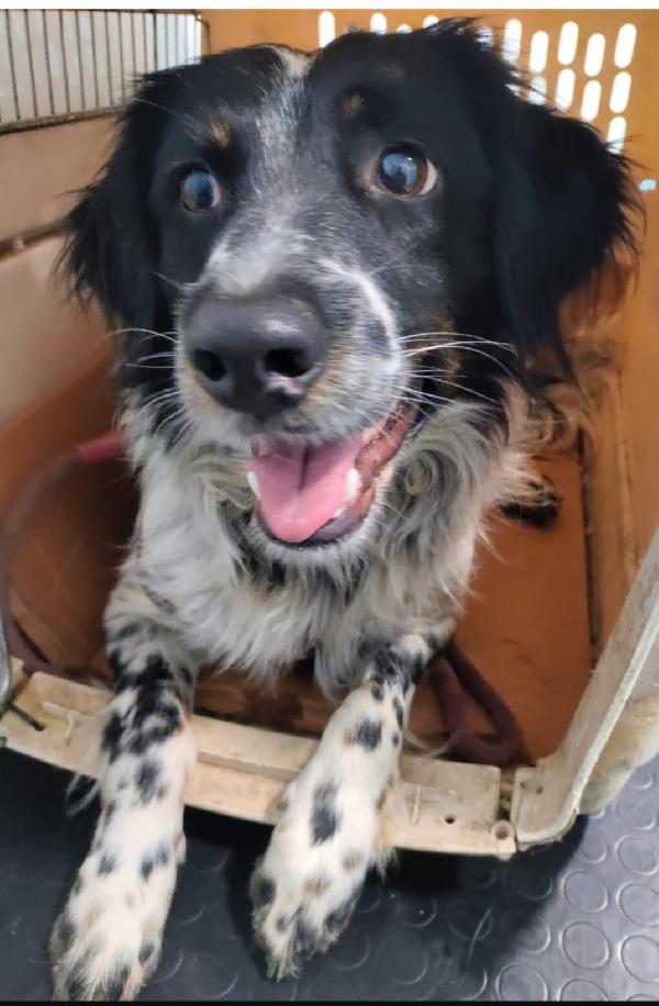 Betty Mix Setter 2Anni Sos Calabria