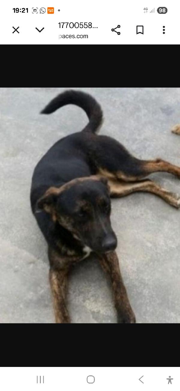 Elvis 5Anni Tg Media Molto Dolce,Tranquillo Puglia