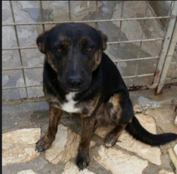 Elvis 5anni tg media molto dolce,tranquillo PUGLIA Foto 2