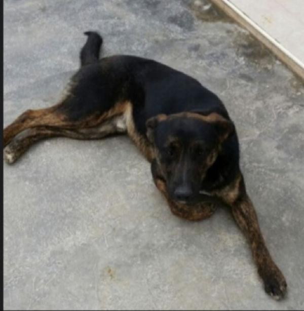 Elvis 5anni tg media molto dolce,tranquillo PUGLIA Foto 3