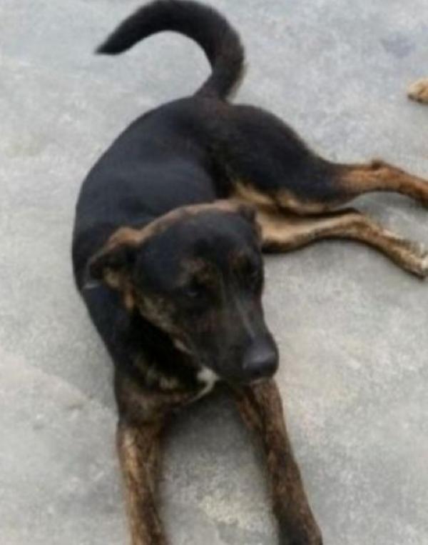 Elvis 5anni tg media molto dolce,tranquillo PUGLIA Foto 4