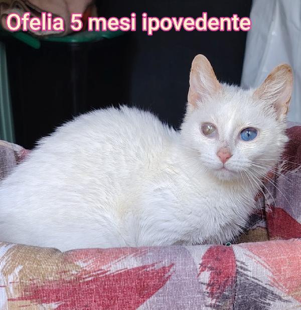 ADOZIONE GATTI Foto 4