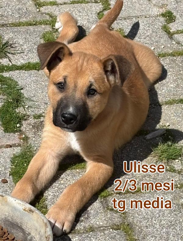 Ancora Troppi Cuccioli Da Salvare