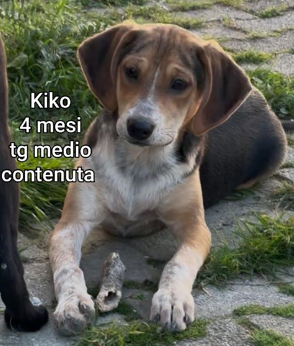 Ancora troppi cuccioli da salvare Foto 3