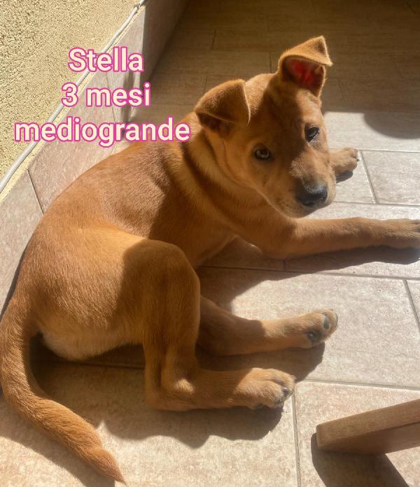 Ancora troppi cuccioli da salvare Foto 6