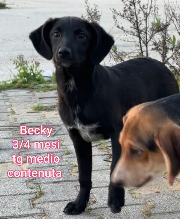 Ancora troppi cuccioli da salvare Foto 7