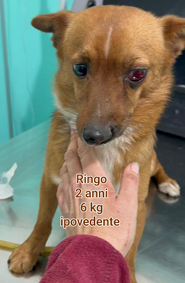 Cani entro i 15 chili  Foto 3