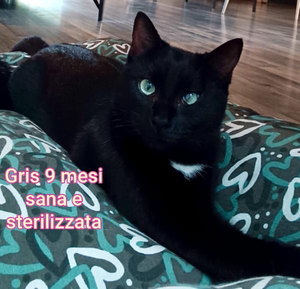 ADOTTA UN MICIO Foto 4