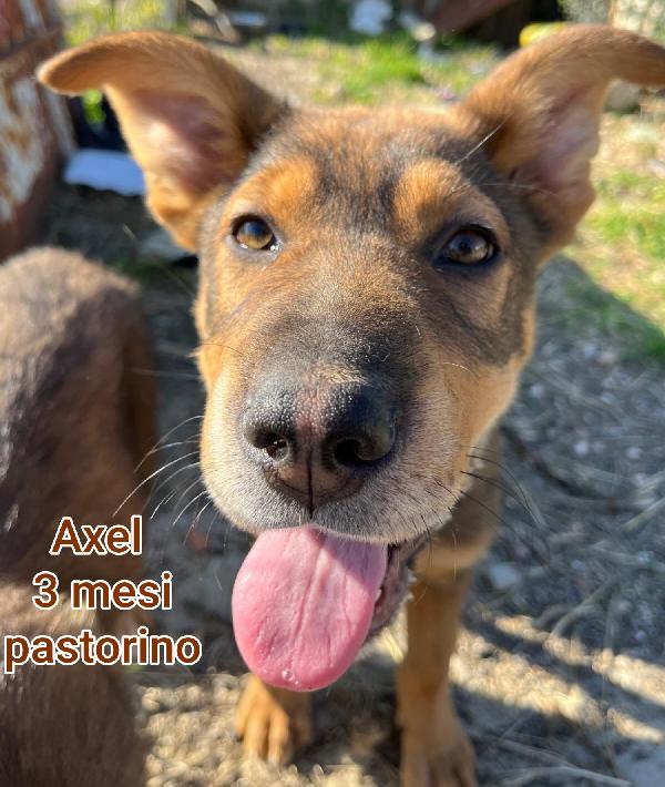 ADOTTA UN CUCCIOLO  Foto 2