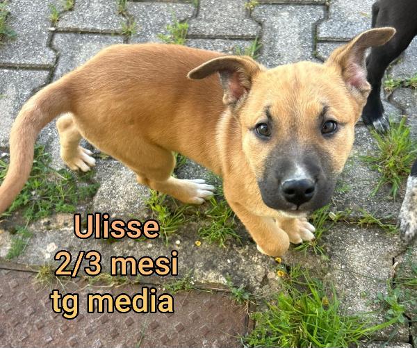 ADOTTA UN CUCCIOLO  Foto 4