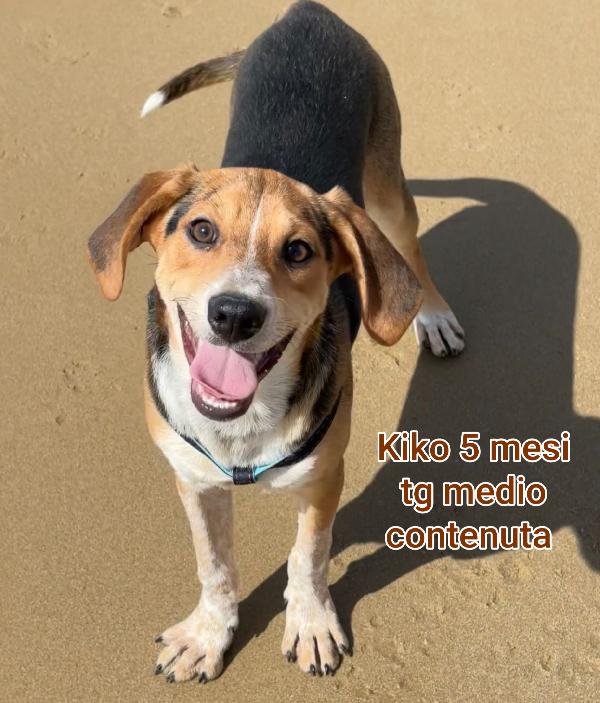 ADOTTA UN CUCCIOLO  Foto 6