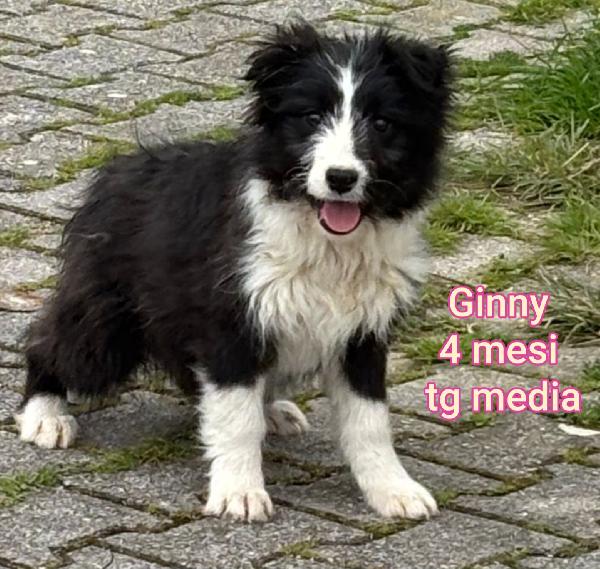 ADOTTA UN CUCCIOLO  Foto 7