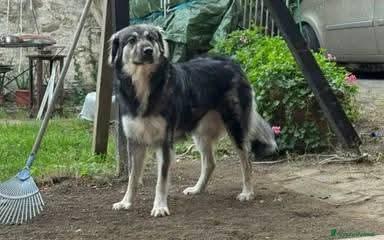 Cora cerca con urgenza nuova famiglia  Foto 2