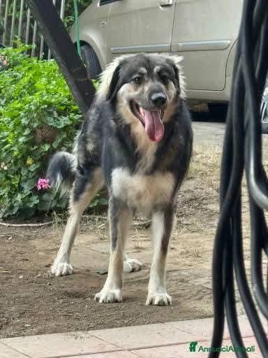 Cora cerca con urgenza nuova famiglia  Foto 3