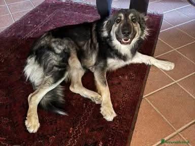 Cora cerca con urgenza nuova famiglia  Foto 4