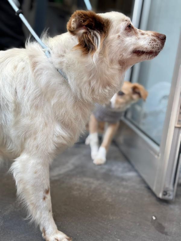 Luna Cagnolina Visibile A Ferrara 