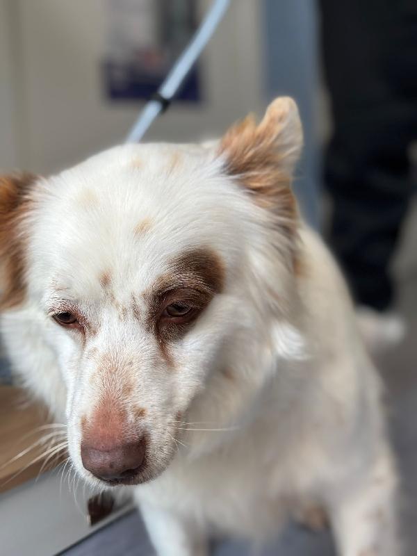 Luna cagnolina visibile a Ferrara  Foto 5