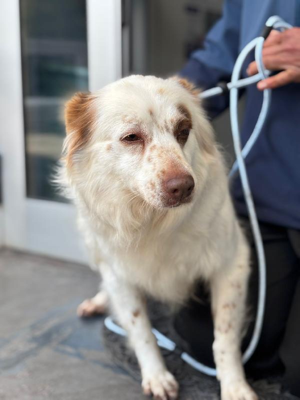 Luna cagnolina visibile a Ferrara  Foto 7