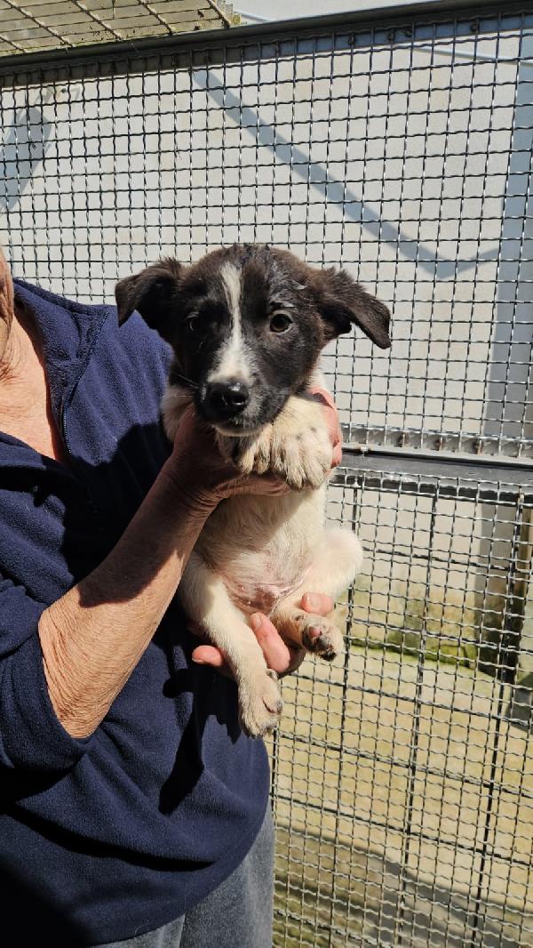 Tormalino Splendido Dolce Cucciolino Cerca Casa 