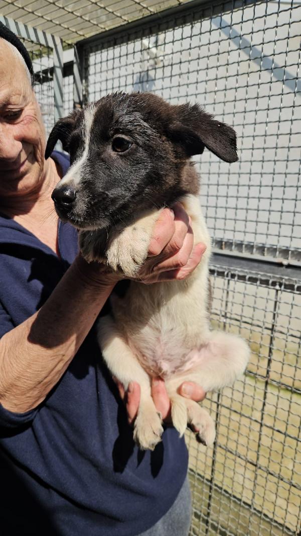 Tormalino splendido dolce cucciolino cerca casa  Foto 2