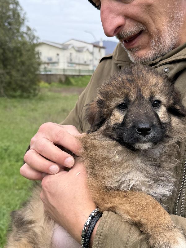 💐🐾 moka 🐾💐 splendida cucciola taglia media in adozione  Foto 3