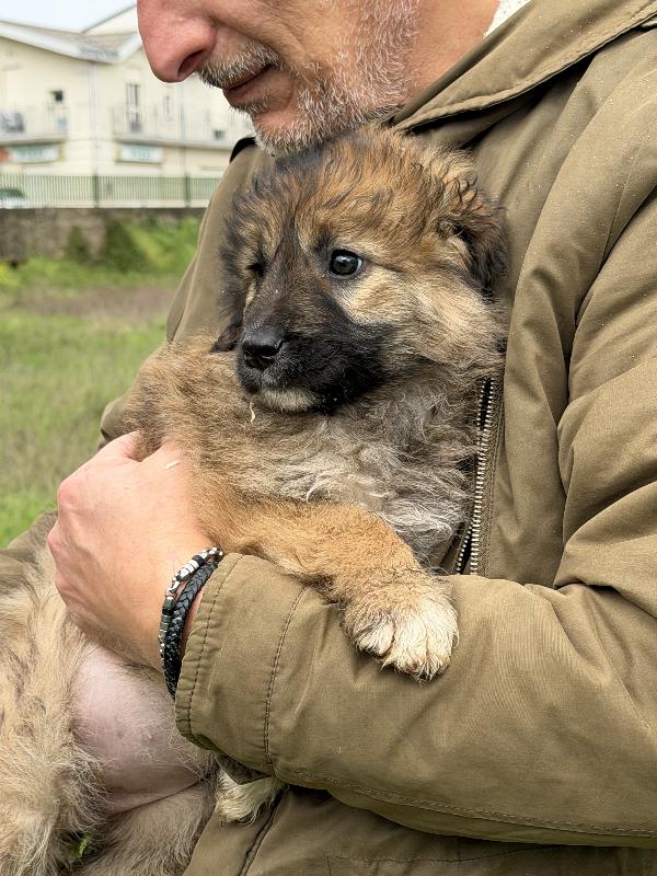 💐🐾 moka 🐾💐 splendida cucciola taglia media in adozione  Foto 6