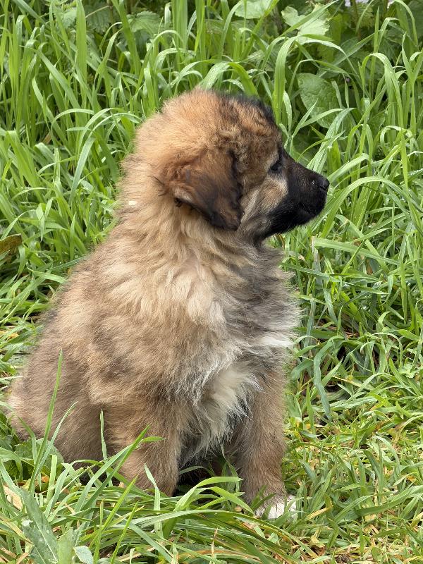 💐🐾 moka 🐾💐 splendida cucciola taglia media in adozione  Foto 8