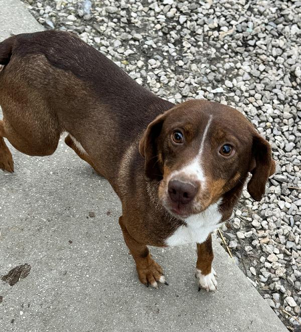 Rudy 4 anni Taglia piccola  Foto 3