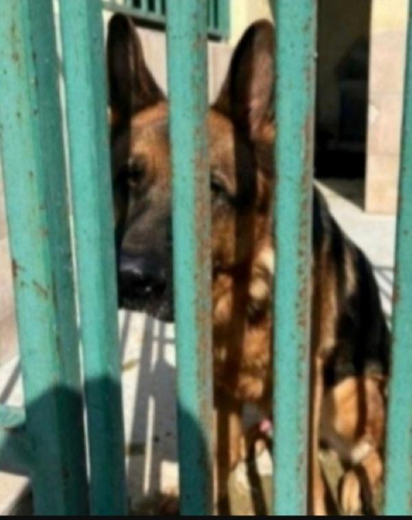 Pastore Tedesco Sui 5Anni Pavia Sos 