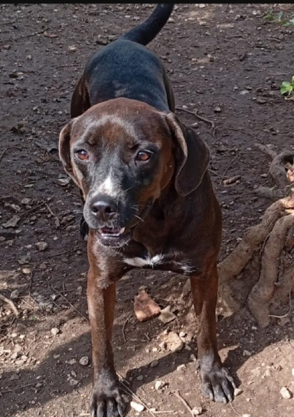 Ciccia 4Anni E 1/2 Mix Labrador Marrone In Canile Da Tanto.napoli