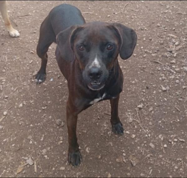 Ciccia 4anni e 1/2 mix Labrador marrone in canile da tanto.NAPOLI Foto 4