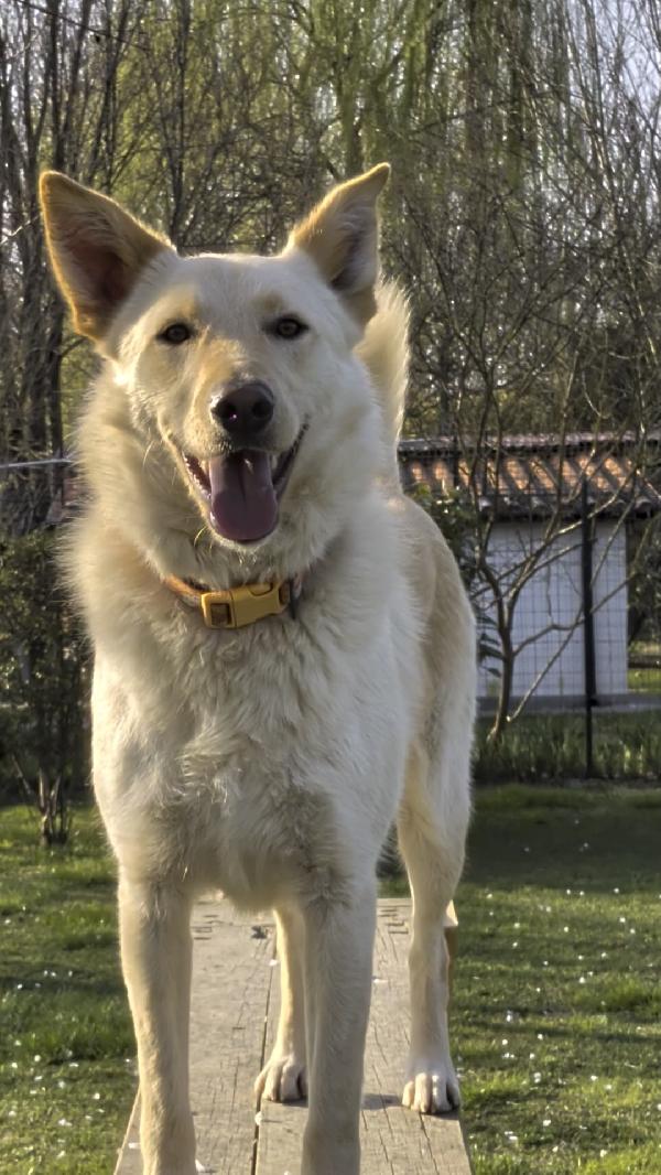 Romeo 2 Anni Si Trova In Provincia Di Parma Cerca Adozione 🙏🏻