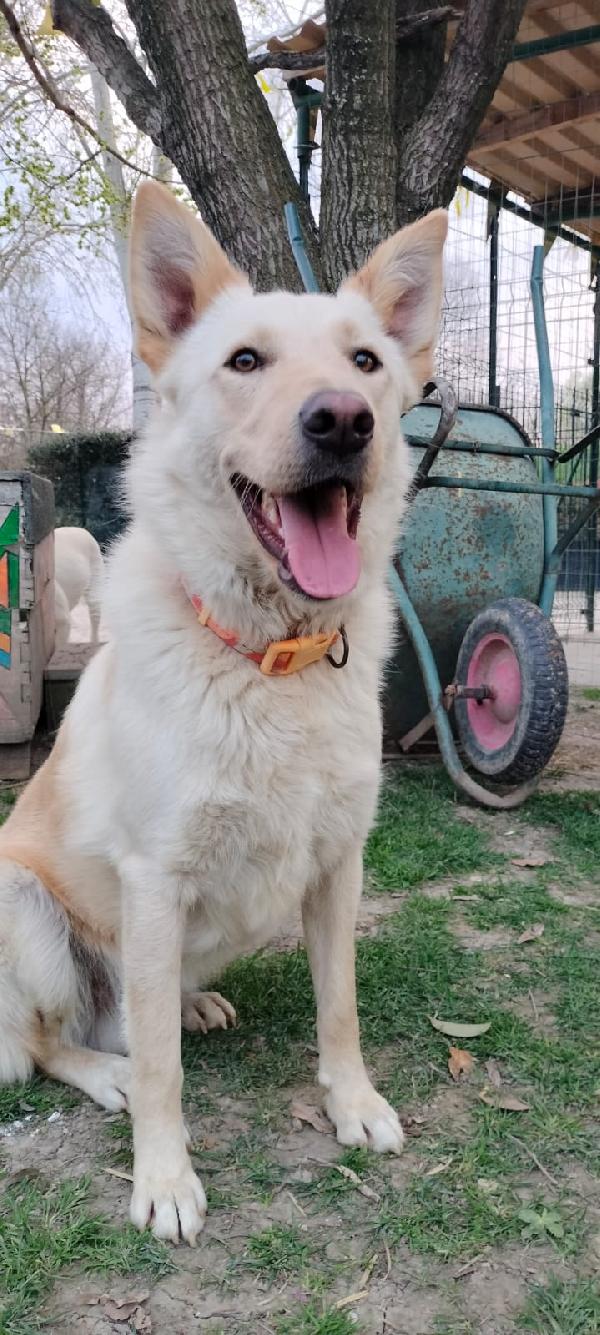 Romeo 2 Anni Si Trova In Provincia Di Parma Cerca Adozione 🙏🏻