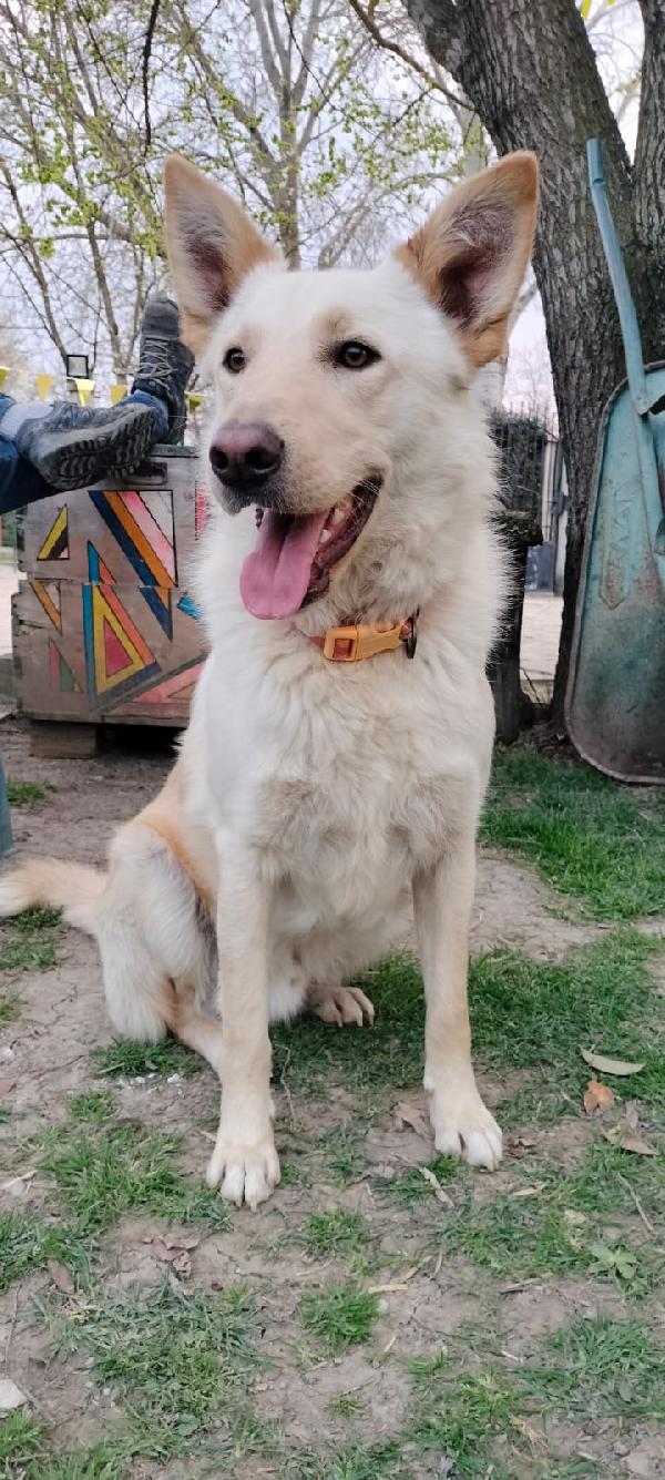 Romeo 2 anni si trova in provincia di Parma cerca adozione 🙏🏻 Foto 2