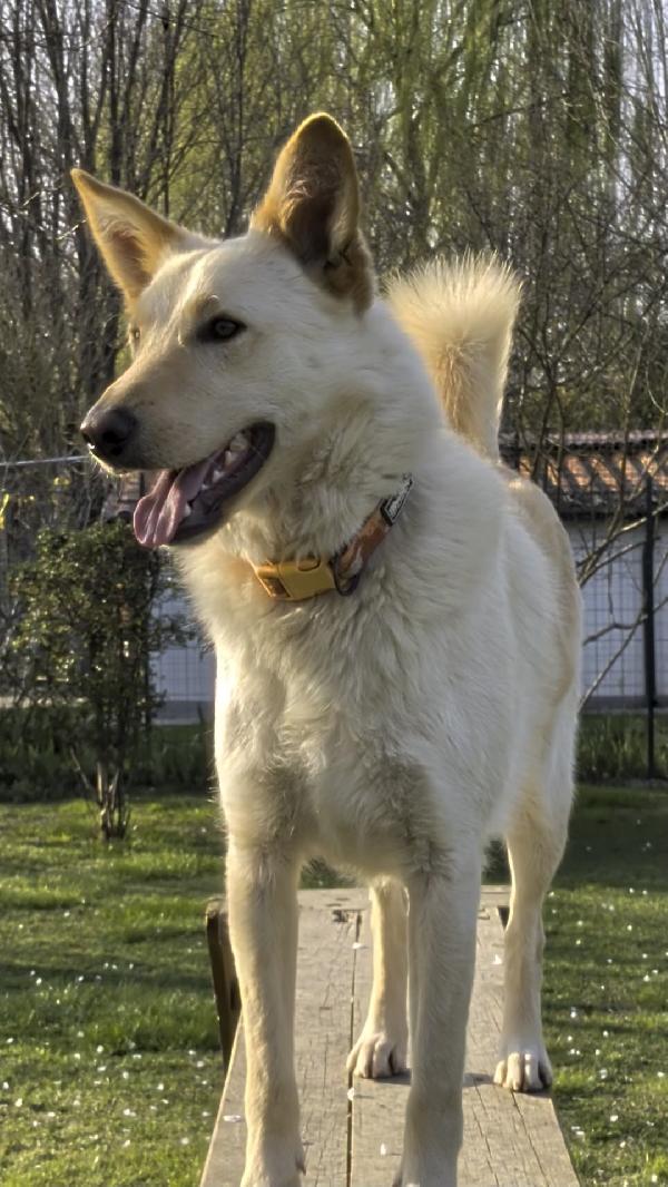 Romeo 2 anni si trova in provincia di Parma cerca adozione 🙏🏻 Foto 3