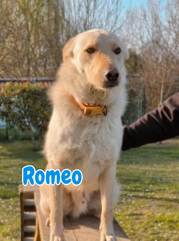 Romeo 2 anni si trova in provincia di Parma cerca adozione 🙏🏻 Foto 4