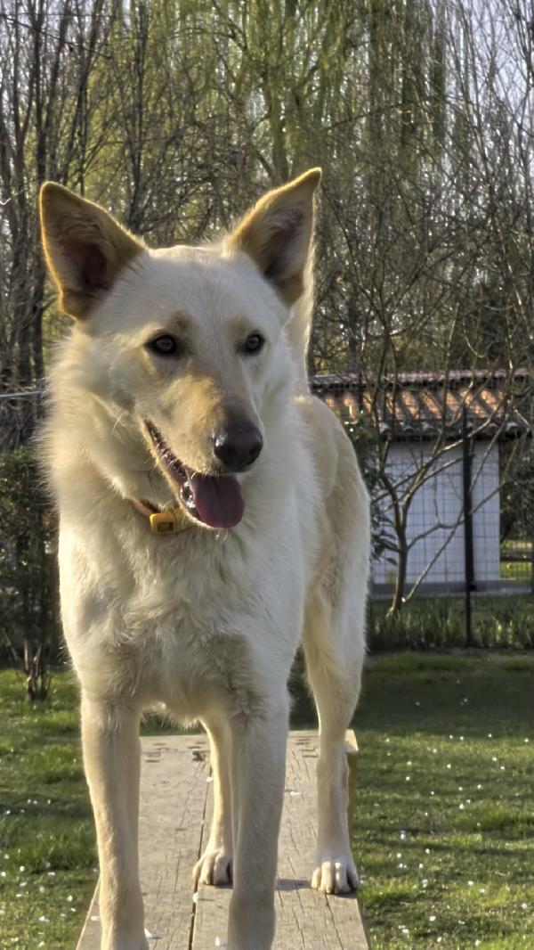 Romeo 2 anni si trova in provincia di Parma cerca adozione 🙏🏻 Foto 5