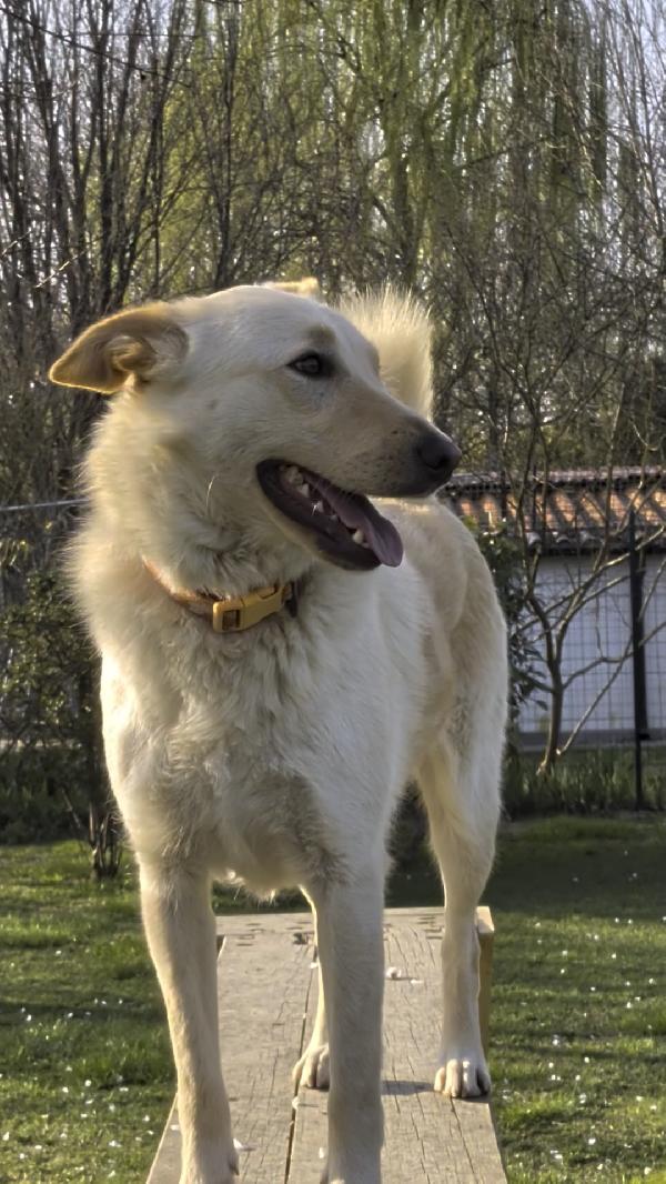 Romeo 2 anni si trova in provincia di Parma cerca adozione 🙏🏻 Foto 6