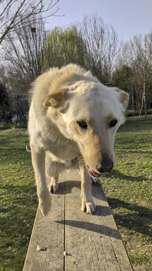 Romeo 2 anni si trova in provincia di Parma cerca adozione 🙏🏻 Foto 7