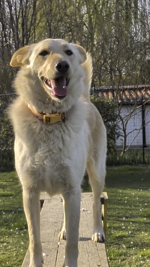 Romeo 2 anni si trova in provincia di Parma cerca adozione 🙏🏻 Foto 8